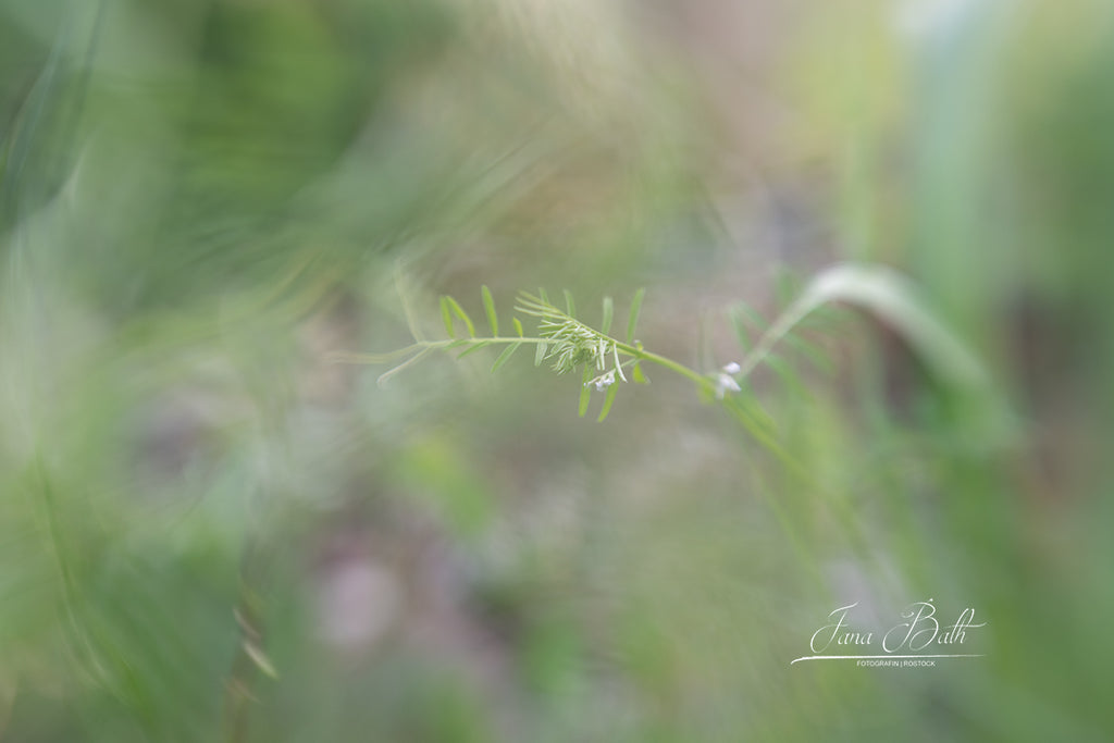 Haikufotografie
