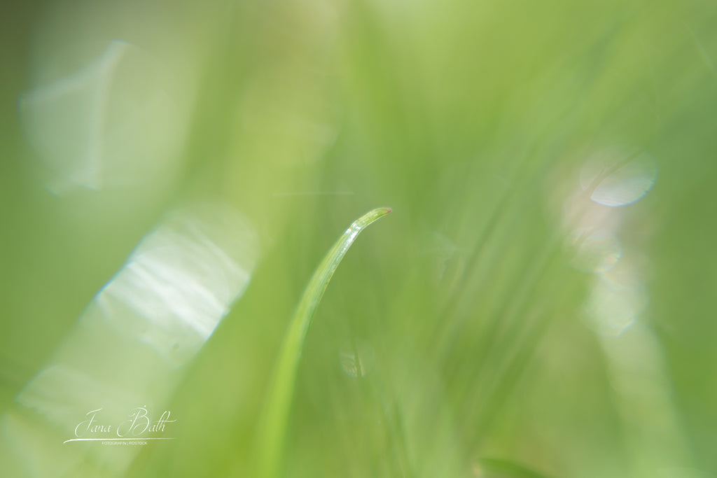Haikufotografie